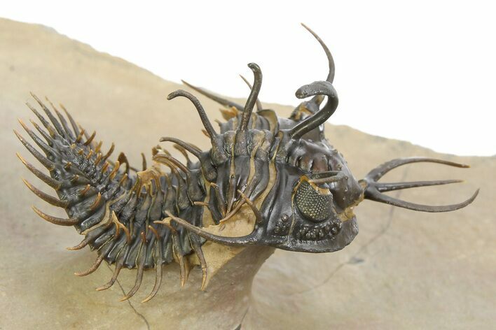 Short-Fork Walliserops Hammi Trilobite - Flying Preparation! #350485